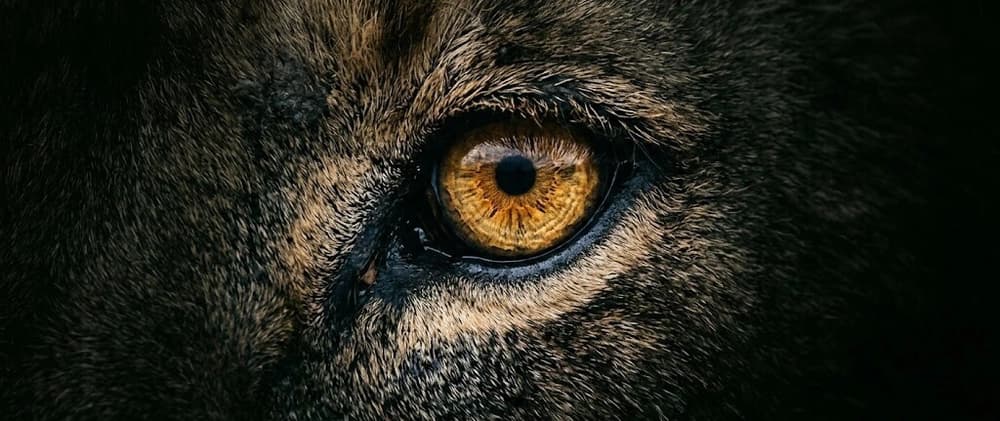 Brave Browser Is the King in 2025β2026. There Is No Second Option